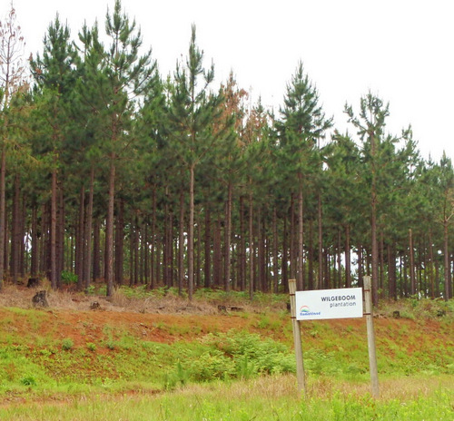 Wilgeboon Tree Plantation.